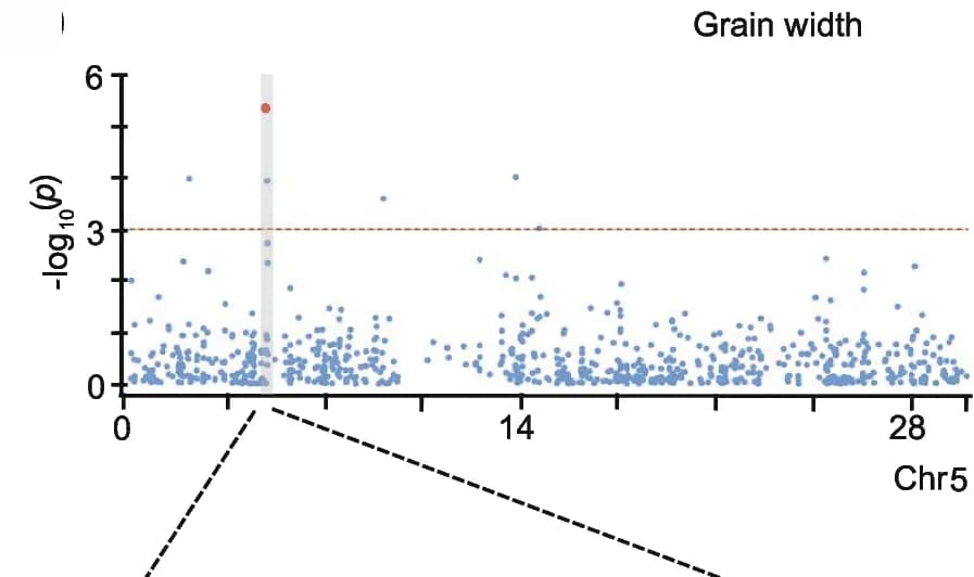 Open access visualization of Manhattan Plot, Scatter Plot, Haplotype Frequencies, Cultivated Rice, Wild Rice
