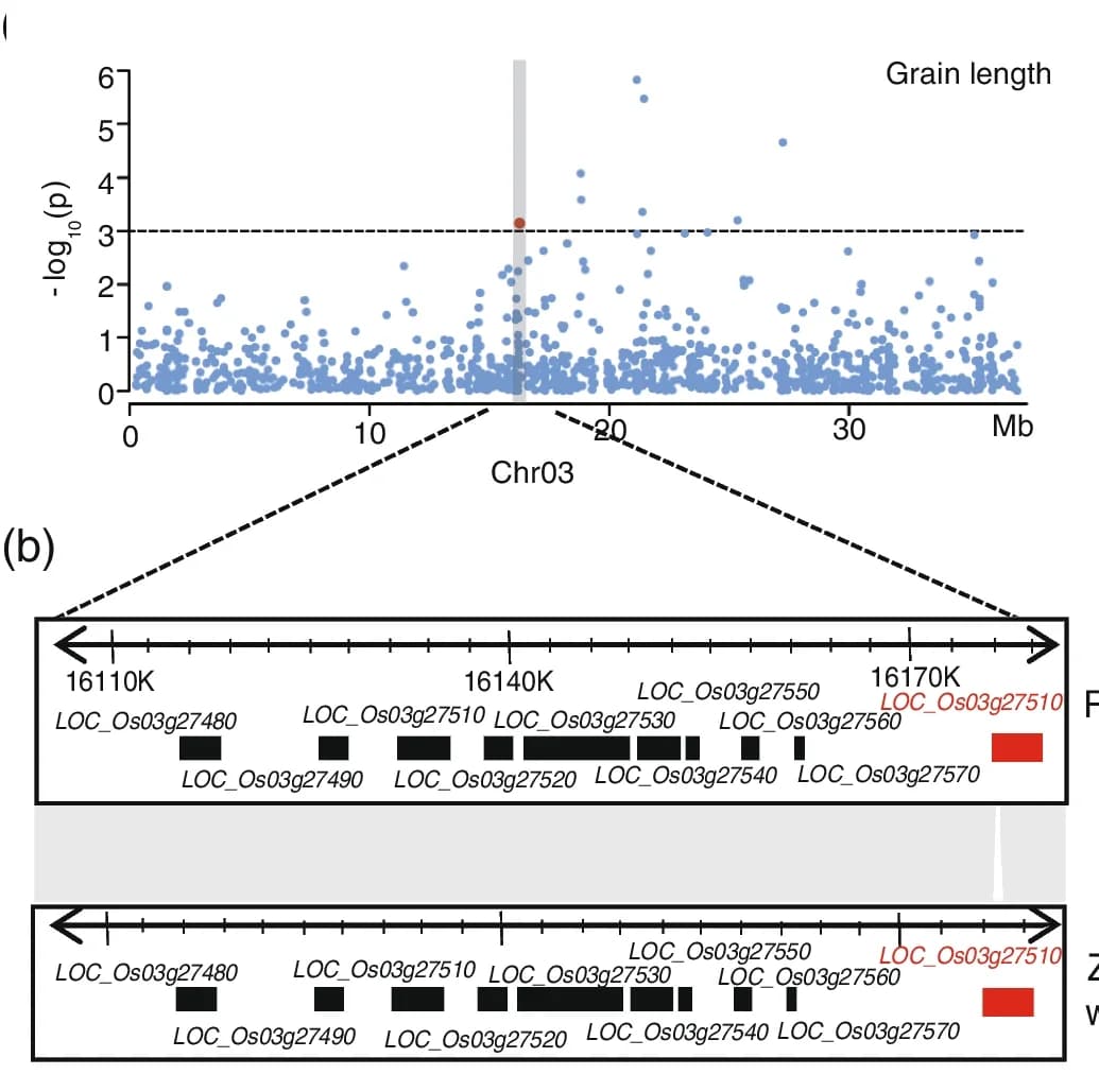 Open access visualization of Manhattan Plot, GWAS, Grain Length, Chromosome 5