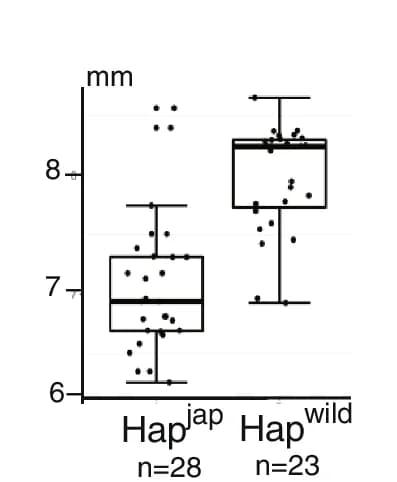 Open access visualization of Box Plot, Scatter Plot, Grain Length Variation, Haplotypes, SV