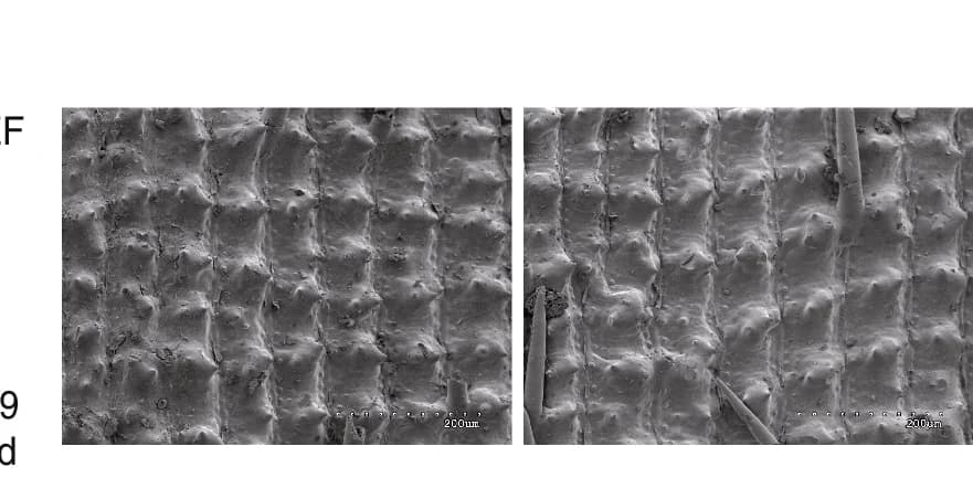 Open access visualization of Microscopy, Scanning Electron Microscopy, Spikelet Hull, BCF 5 Population
