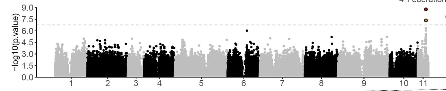 Open access visualization of Manhattan Plot, GWAS, Avirulence, Sequence polymorphisms, Chromosomes