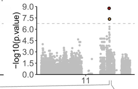 Open access visualization of Manhattan Plot, GWAS, Avirulence, Sequence polymorphisms, Chromosomes