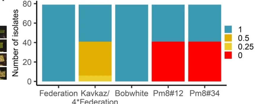 Open access visualization of Stacked Bar Plot, Genomic region, AvrPm8 candidate gene, Genome assemblies, Genes