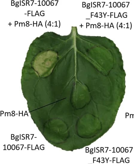 Open access visualization of Photo, Agrobacterium, Transient Expression, Nicotiana benthamiana, AvrPm8