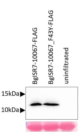 Open access visualization of Gel, Nicotiana benthamiana, AvrPm8-FLAG, AvrPm8_F43Y-FLAG, Anti-FLAG Western Blot