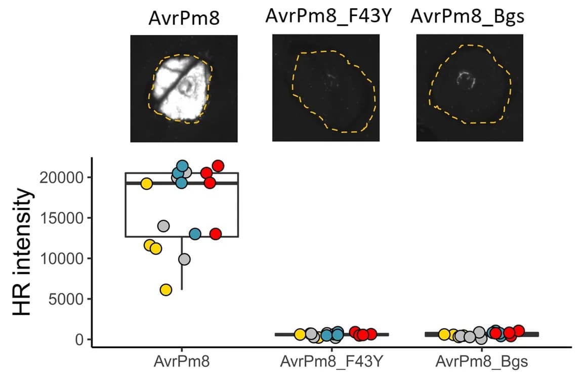 Open access visualization of Box Plot, Scatter Plot, Microscopy, Agrobacterium-mediated Transient Co-expression, AvrPm8-FLAG