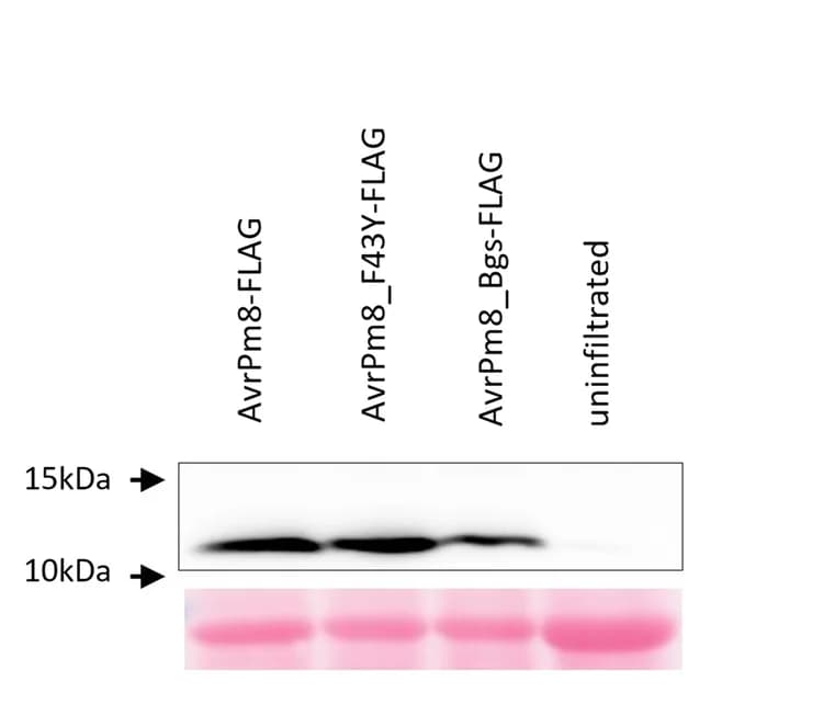 Open access visualization of Gel, N. benthamiana, AvrPm8-FLAG, Anti-FLAG Western Blotting, Ponceau S Staining