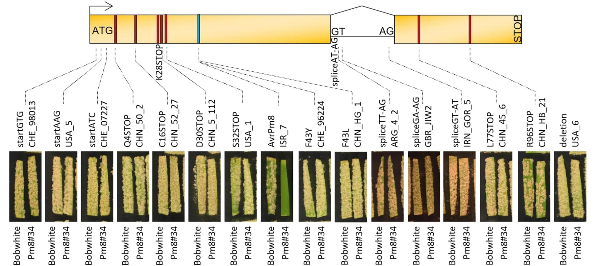 Open access visualization of Illustration, Microscopy, Gene Model, Phenotypes, Isolates