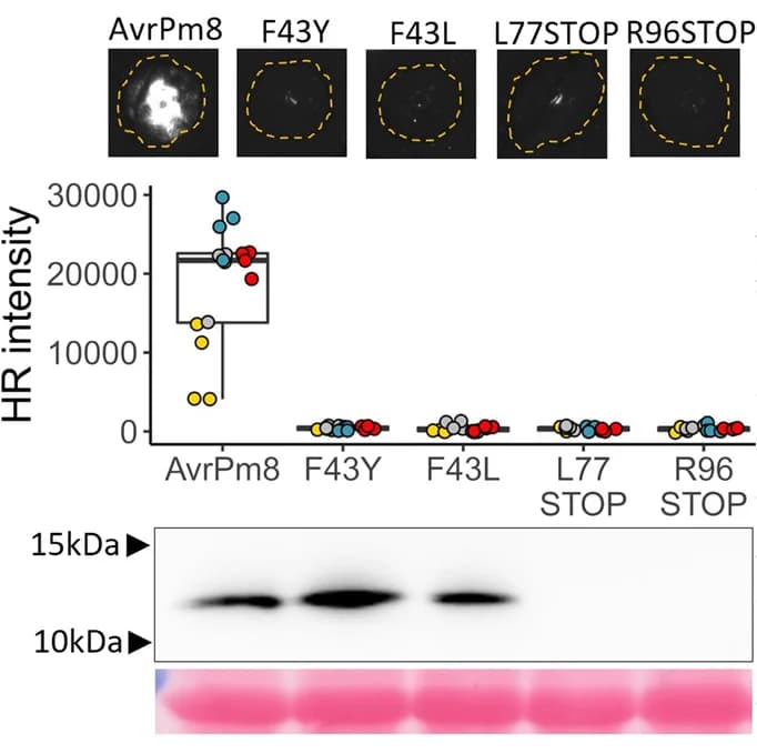 Open access visualization of Box Plot, Scatter Plot, Photo, Gel, Agrobacterium