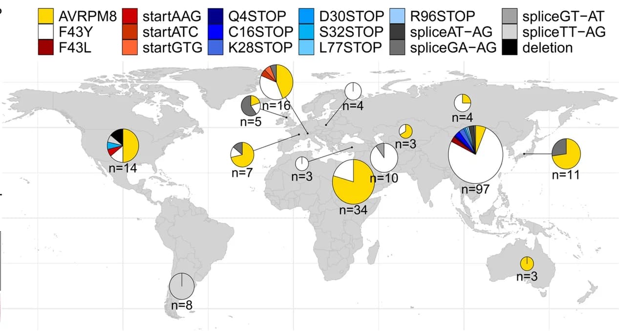 Open access visualization of Geo Map, Pie Chart, Worldwide Distribution, AvrPm8 Haplovariants, Isolates