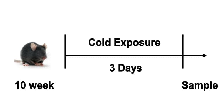 Open access visualization of Workflow, Illustration, Cold Exposure, Skeletal Muscle, Adipose Tissue