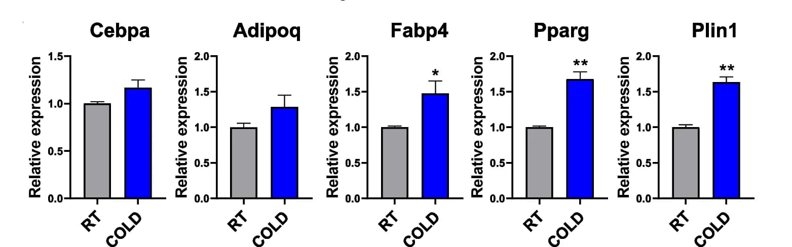 Open access visualization of Bar Plot, Error Bars, qPCR, Cebpa, Adipoq