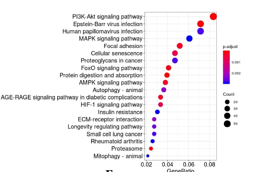 Open access visualization of Bubble Plot, Volcano Plot, KEGG Pathway Analysis, Functional Categories, Enrichment
