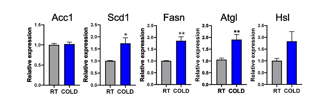 Open access visualization of Bar Plot, Error Bars, Clustered, qPCR, Fasn