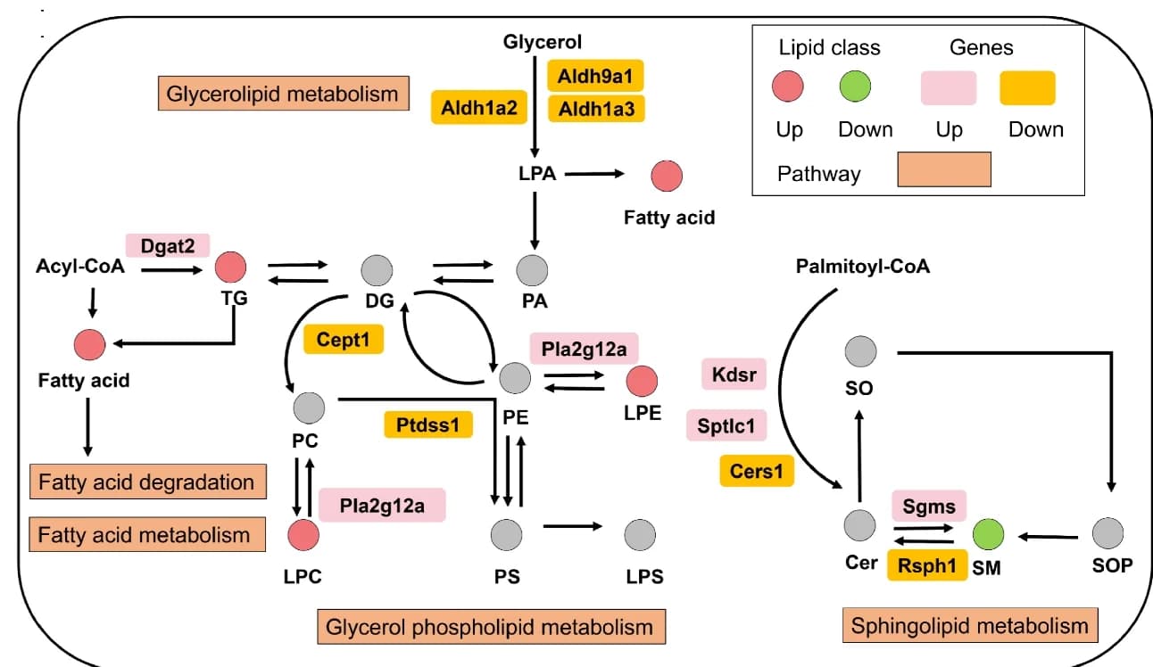Open access visualization of Pathway, Glycerolipid Metabolism, Glycerophospholipid Metabolism, Sphingolipid Metabolism, KEGG