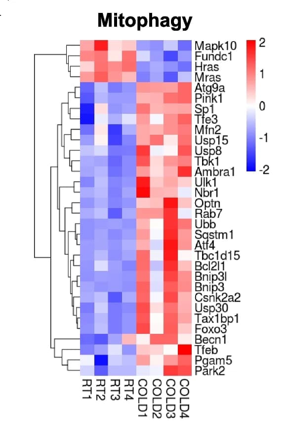 Open access visualization of Heatmap, Clustered, Differentially expressed genes, Mitophagy, Cold exposure