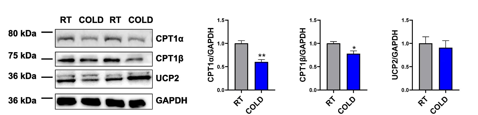 Open access visualization of Bar Plot, Error Bars, Gel, Western blot, CPT1α