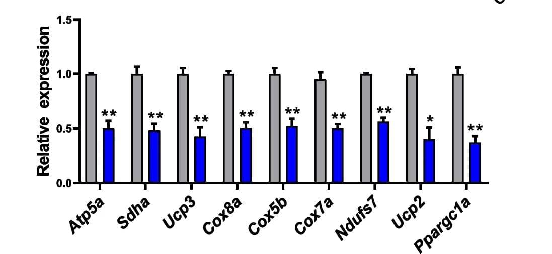 Open access visualization of Bar Plot, Error Bars, Clustered, qPCR analysis, Mitochondrial biogenesis