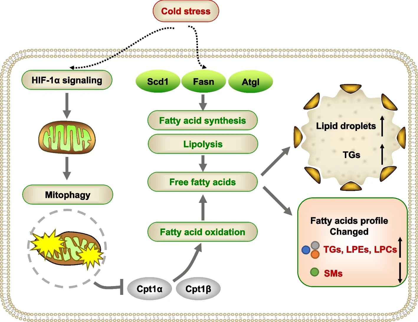 Open access visualization of Workflow, Illustration, Cold Exposure, Lipid Metabolism, Skeletal Muscle