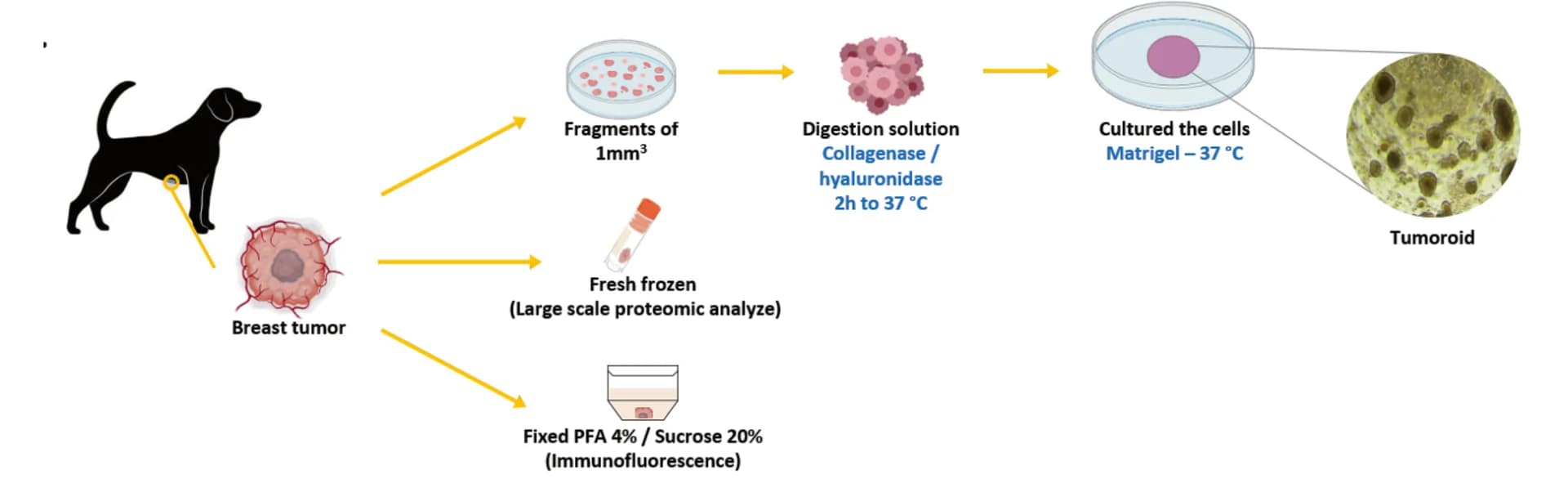 Open access visualization of Workflow, Illustration, Microscopy, Tumoroids, Canine