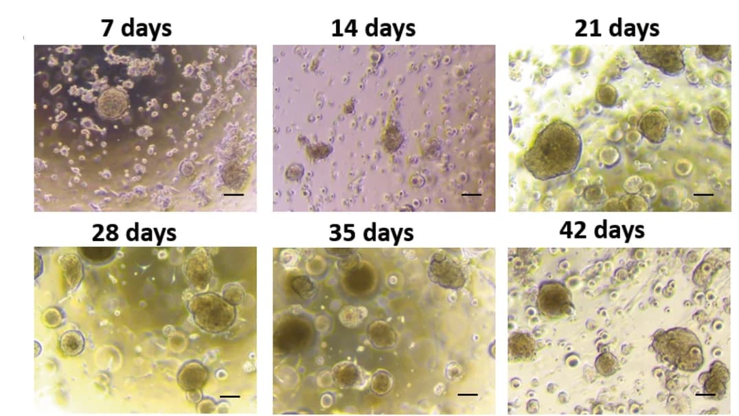 Open access visualization of Microscopy, Tumoroids, Canine, Culture, Images