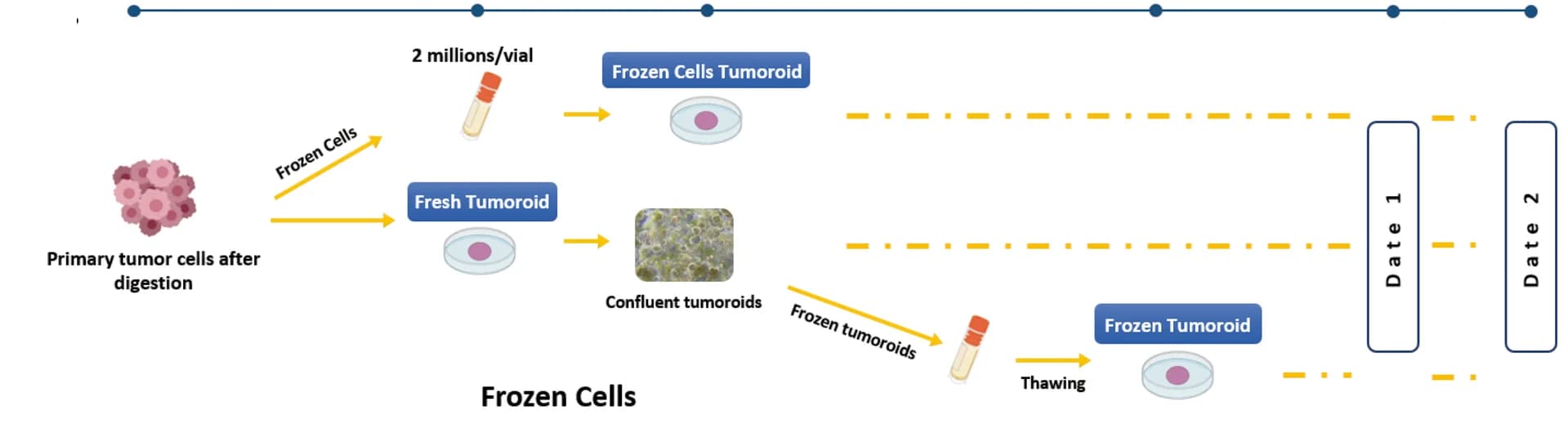 Open access visualization of Workflow, Illustration, Tumoroids, Frozen Cell Tumoroids, Fresh Tumoroids