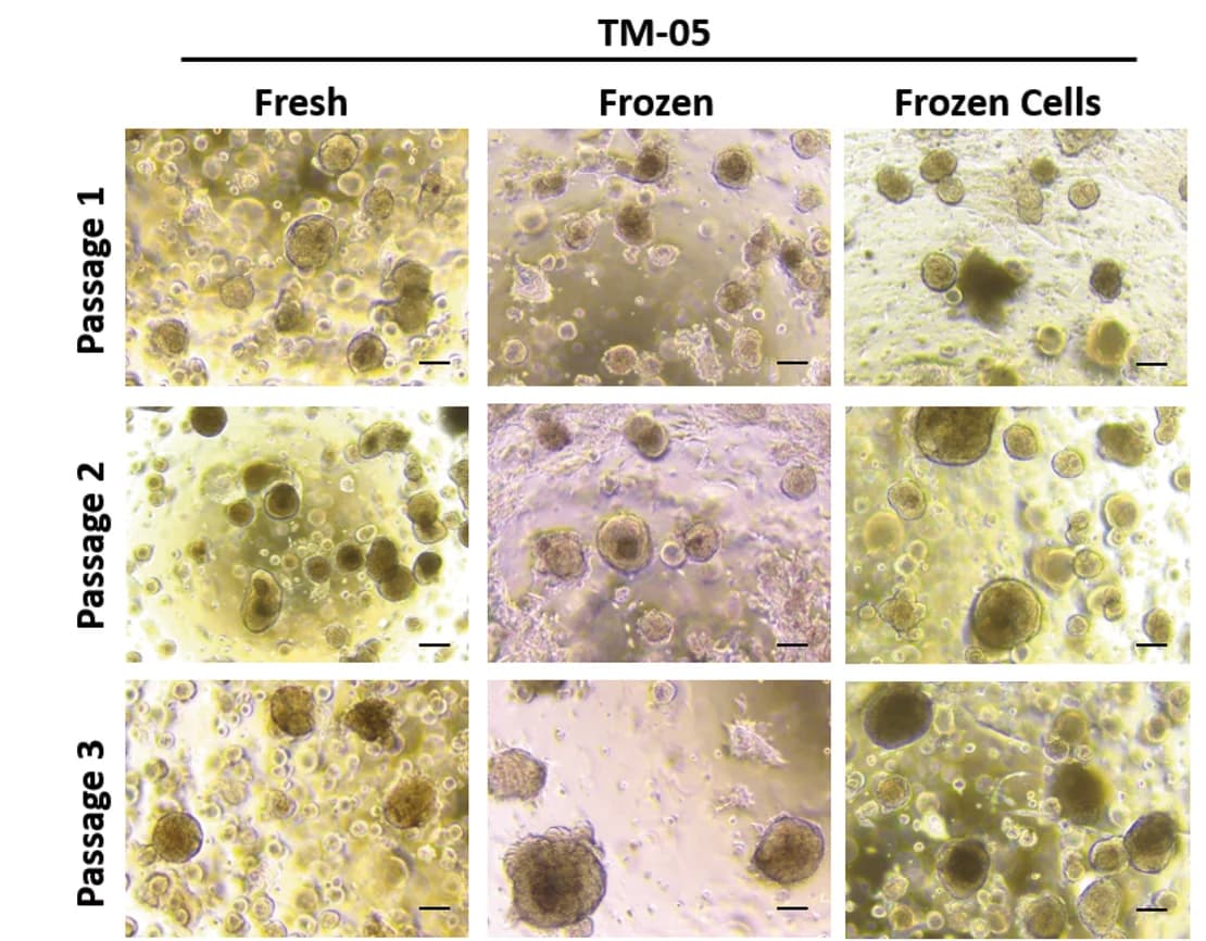 Open access visualization of Microscopy, Canine Tumoroids, Tumoroids, Passage 1, Passage 2