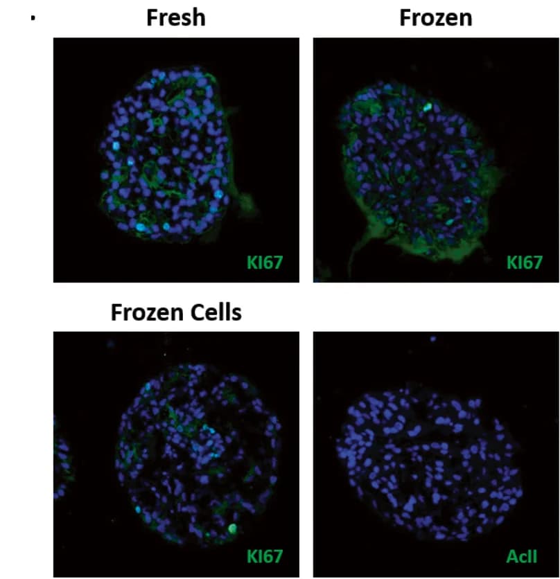 Open access visualization of Microscopy, Canine, Ki67, Staining, Tumoroids