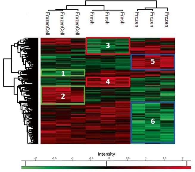Open access visualization of Heatmap, Clustered, Proteomics analysis, Tumoroids, Hierarchical clustering