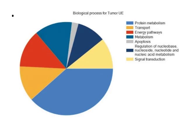 Open access visualization of Pie Chart, Biological Processes, Underexpressed Proteins, Tumors, Tumoroids