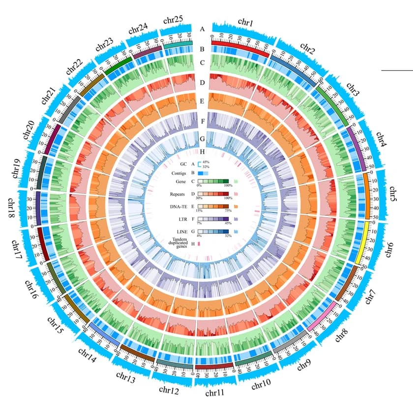 Open access visualization of Line Plot, Genome Assembly, Chromosomes, Loach, Gene Density