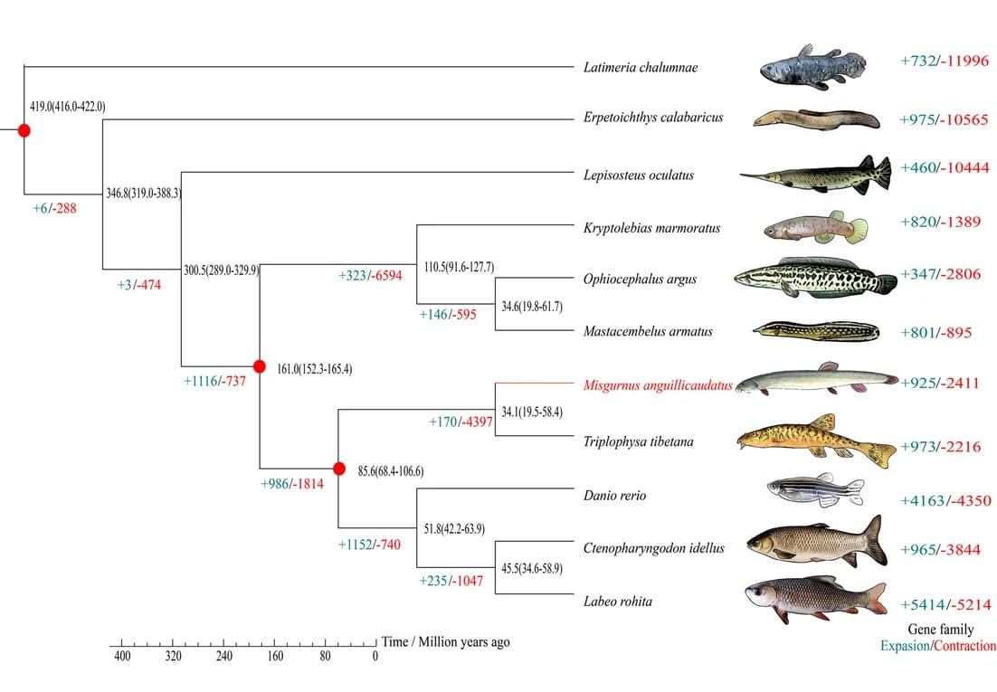 Open access visualization of Line Plot, Illustration, Phylogenomics, Divergence Times, Loach