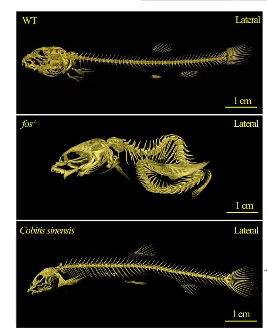 Open access visualization of Microscopy, Micro-computed Tomography, Wild-type Loach, fos-deletion Loach, Cobitis Sinensis