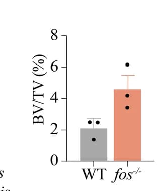 Open access visualization of Bar Plot, Error Bars, Spine Bones, Bone Mineral Density, Bone Volume