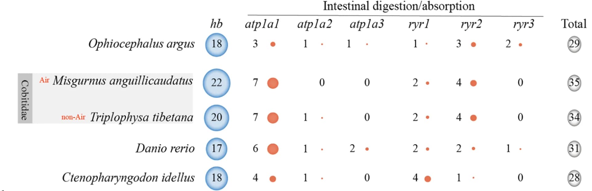 Open access visualization of Bubble Plot, Hemoglobin Gene, Digestion/Absorption-related Gene, Air-breathing Fish, Non-air-breathing Fish