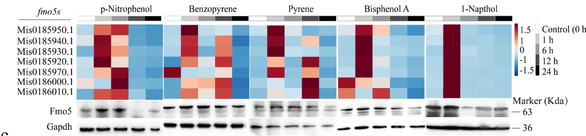 Open access visualization of Heatmap, Gel, Expression Profiles, FMO5 Genes, Livers