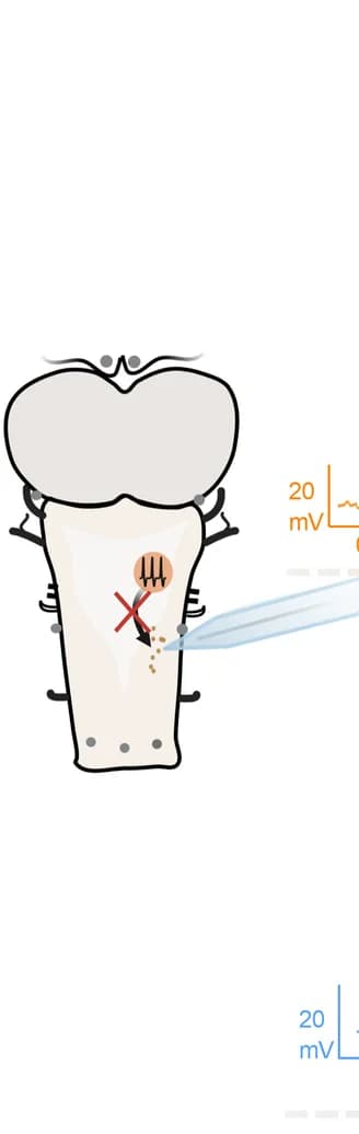 Open access visualization of Illustration, Line Plot, Motoneurons, Membrane Potential, Firing Frequency