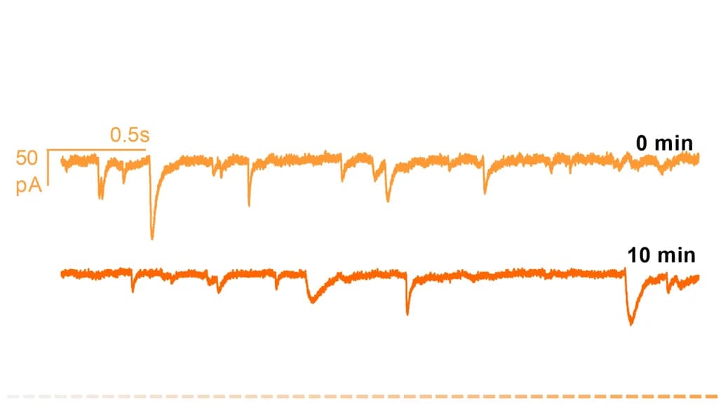 Open access visualization of Line Plot, mEPSCs, Baseline Conditions