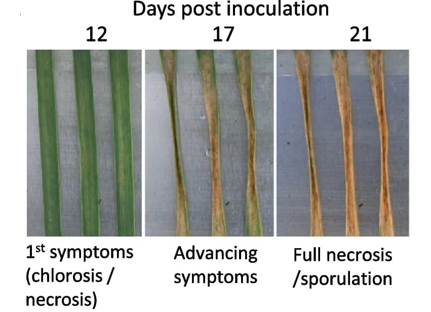 Open access visualization of Photo, Disease Progression, Symptoms, Leaf Necrosis, Wheat