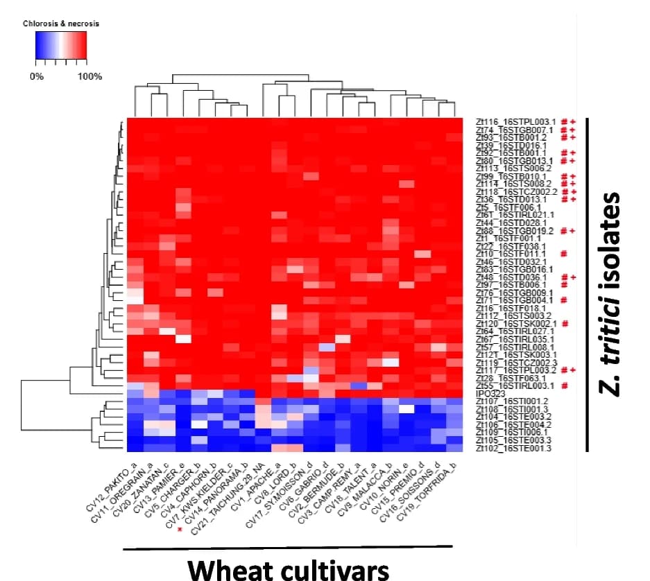 Open access visualization of Heatmap, Clustered, Virulence Profile, Leaf Necrosis, Chlorosis