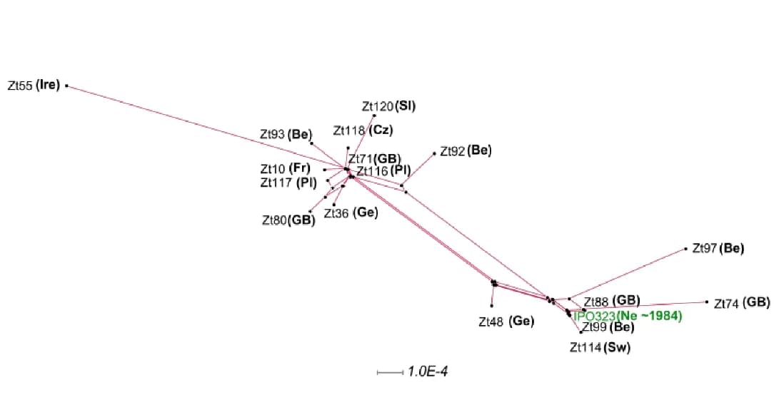 Open access visualization of Network, SplitsTree Analysis, Molecular Phylogeny, Isolates, Genomic Sequencing