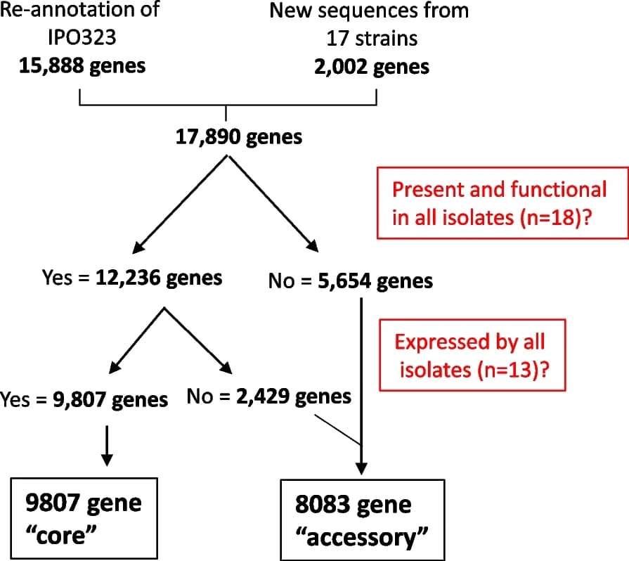 Open access visualization of Workflow, Flowchart, Pangenome, Gene calls, Core genes