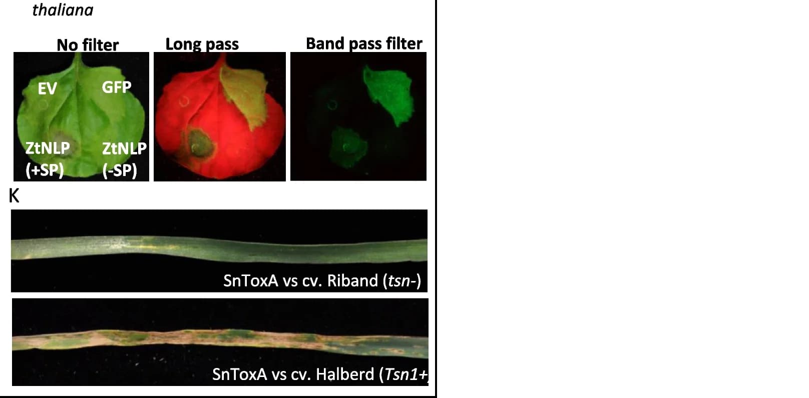 Open access visualization of Photo, Agro-expression, Tobacco, Fungal Effector, Cell Death