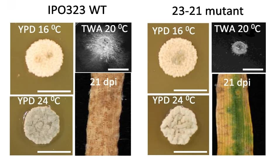 Open access visualization of Photo, T-DNA Insertion Mutant, Growth Characteristics, Infection Characteristics, Filamentous Growth