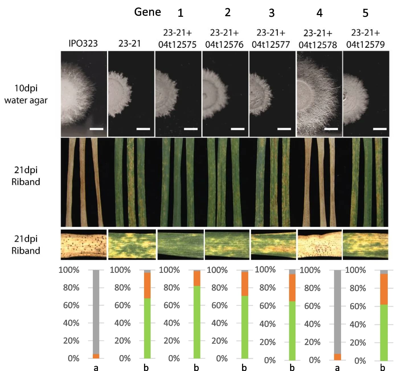 Open access visualization of Stacked Bar Plot, Photo, Functional Complementation Assay, Filamentous Growth, Plant Infection
