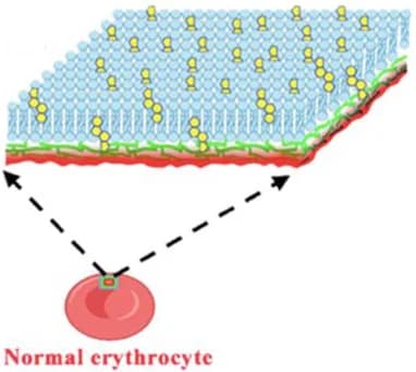 Open access visualization of Illustration, Normal Erythrocytes