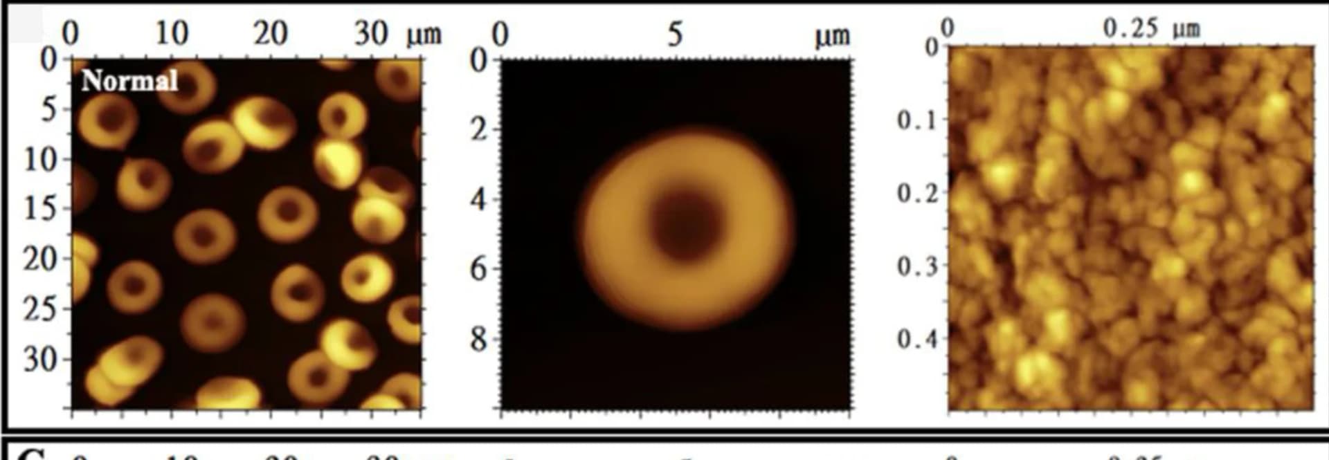 Open access visualization of Microscopy, AFM, Normal Erythrocytes, Cell Structure
