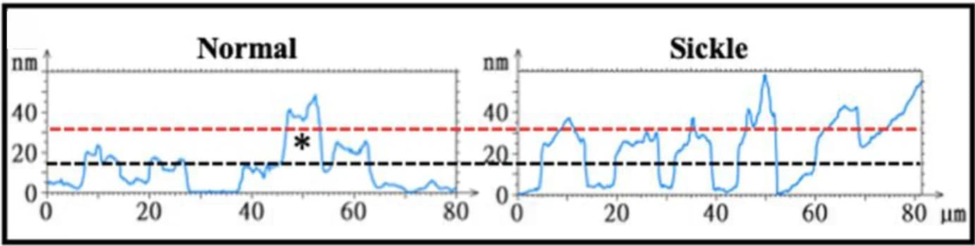 Open access visualization of Line Plot, Height Profiles, Cross Sections, Membrane Ghosts