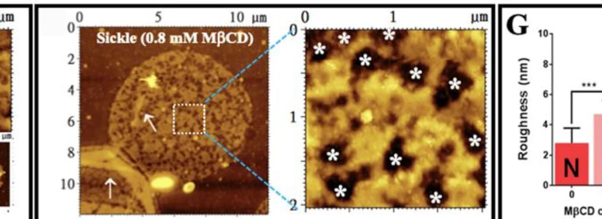 Open access visualization of Microscopy, Bar Plot, Error Bars, AFM, Topographical Images