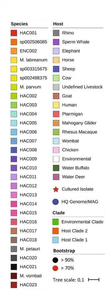 Open access visualization of Illustration, MAGs, Isolate Genomes, Phylogenetic Tree, Archaeal Marker Genes